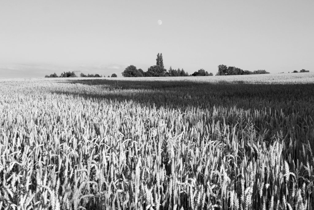 IMG_7666